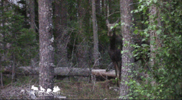 mooseSafari Wednesday, 30 July 2025