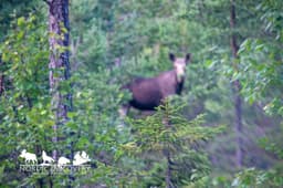 mooseSafari Tuesday, 28 July 2026
