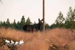 mooseSafari Monday, 20 July 2026