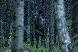 mooseSafari Tuesday, 19 May 2026
