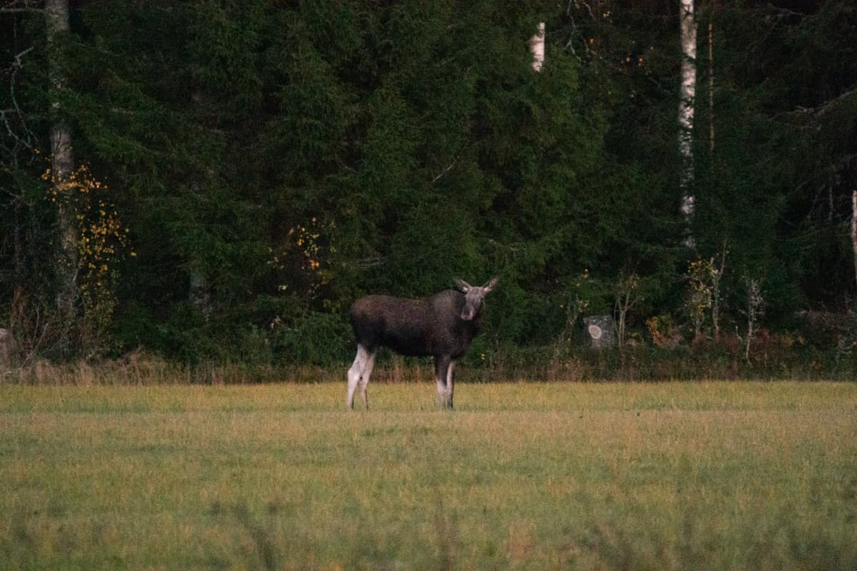 Moose Safari