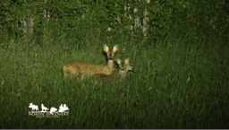 mooseSafari Tuesday, 29 July 2025