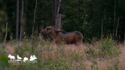 mooseSafari Thursday, 06 August 2026