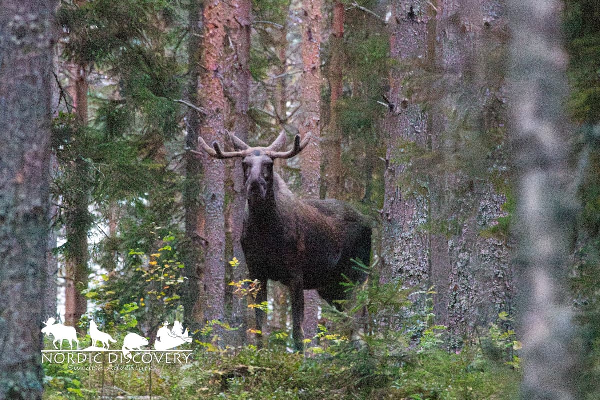 Moose Safari