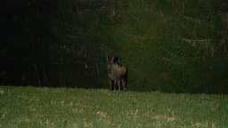 mooseSafari Saturday, 02 May 2026