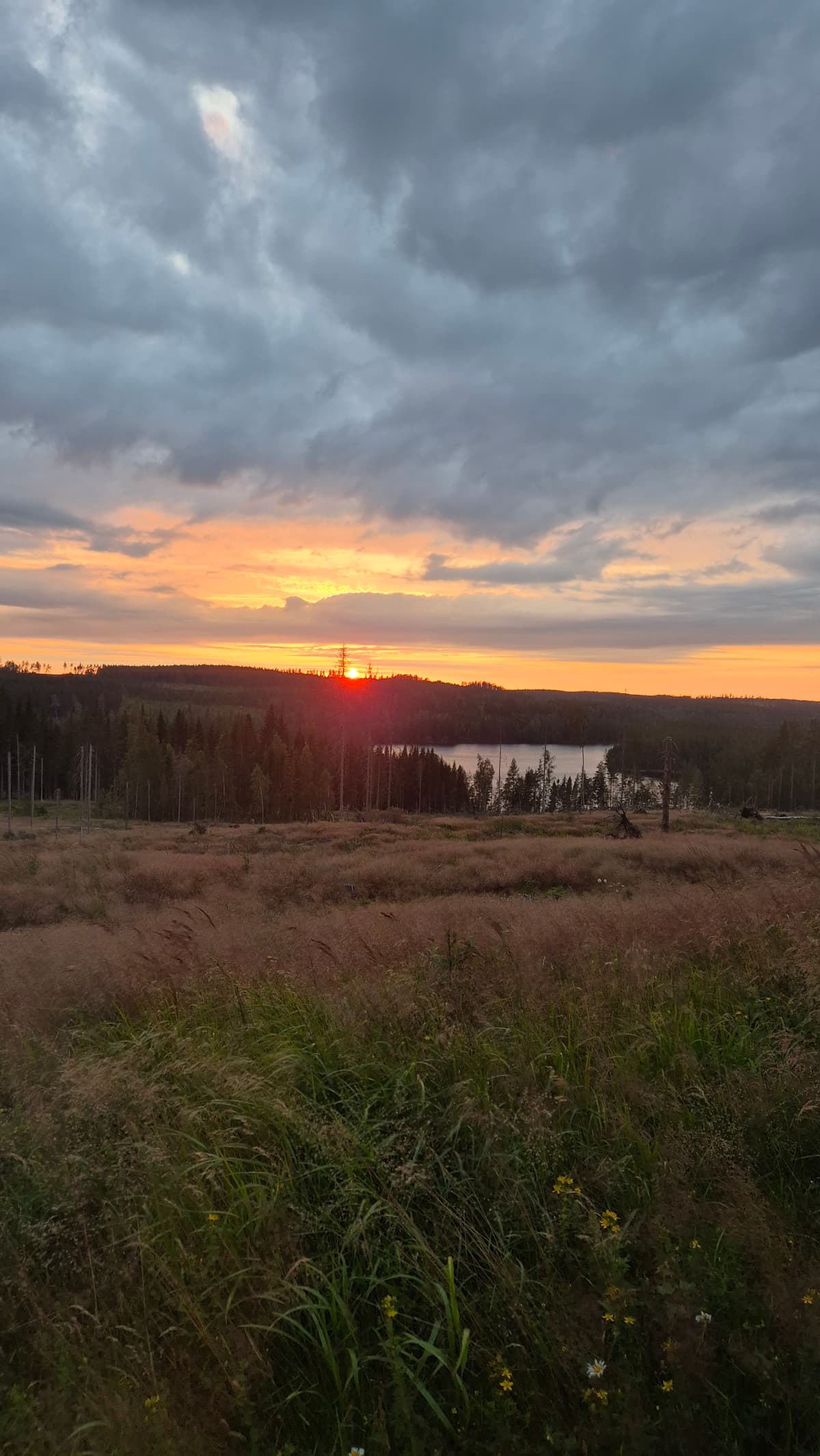 We got a first glimpse of the moose already on the hike and could observe a calf close to the car later on the safari.