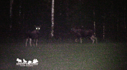 mooseSafari Tuesday, 29 July 2025