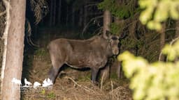 mooseSafari Sunday, 24 May 2026