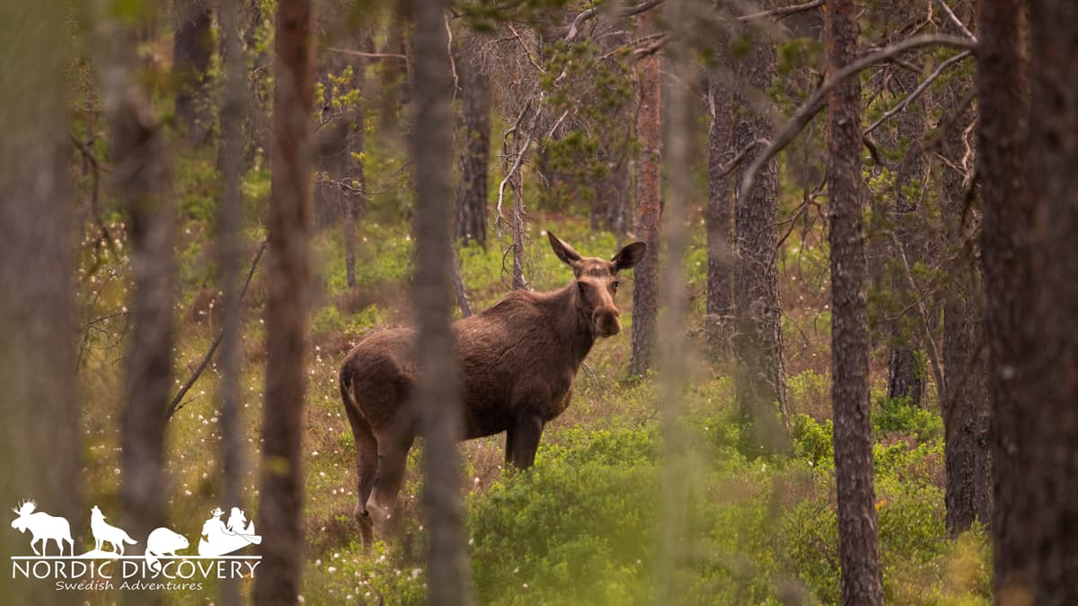 Moose Safari