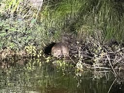 beaverSafari Saturday, 23 August 2025