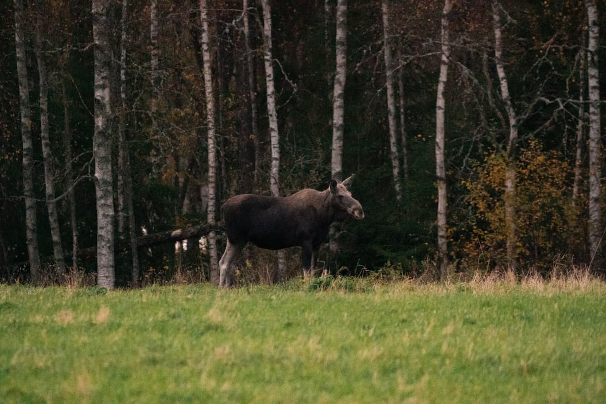 Moose Safari