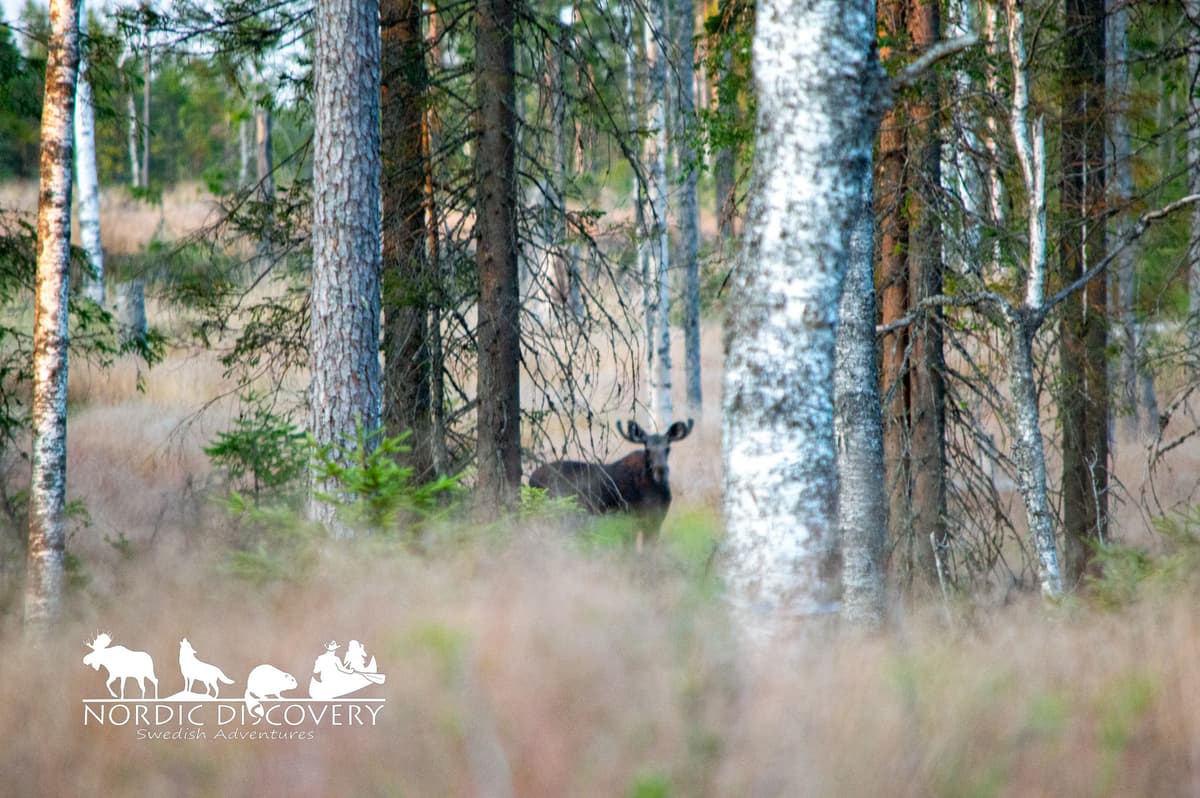 Moose Safari