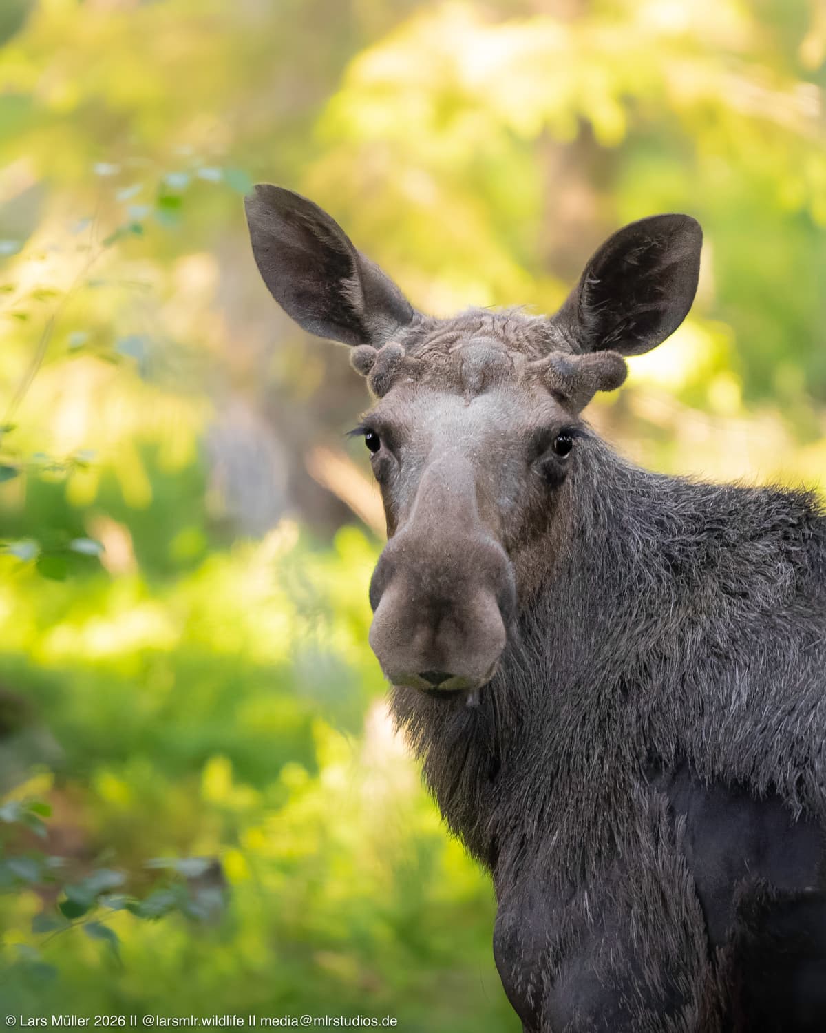 Before the picnic, we saw our first moose. Later, we spotted another one briefly before it disappeared quickly. We were then able to track one after seeing it vanish over a hill. On a field, we saw three moose together, and to finish the safari, we found two more at the end.
