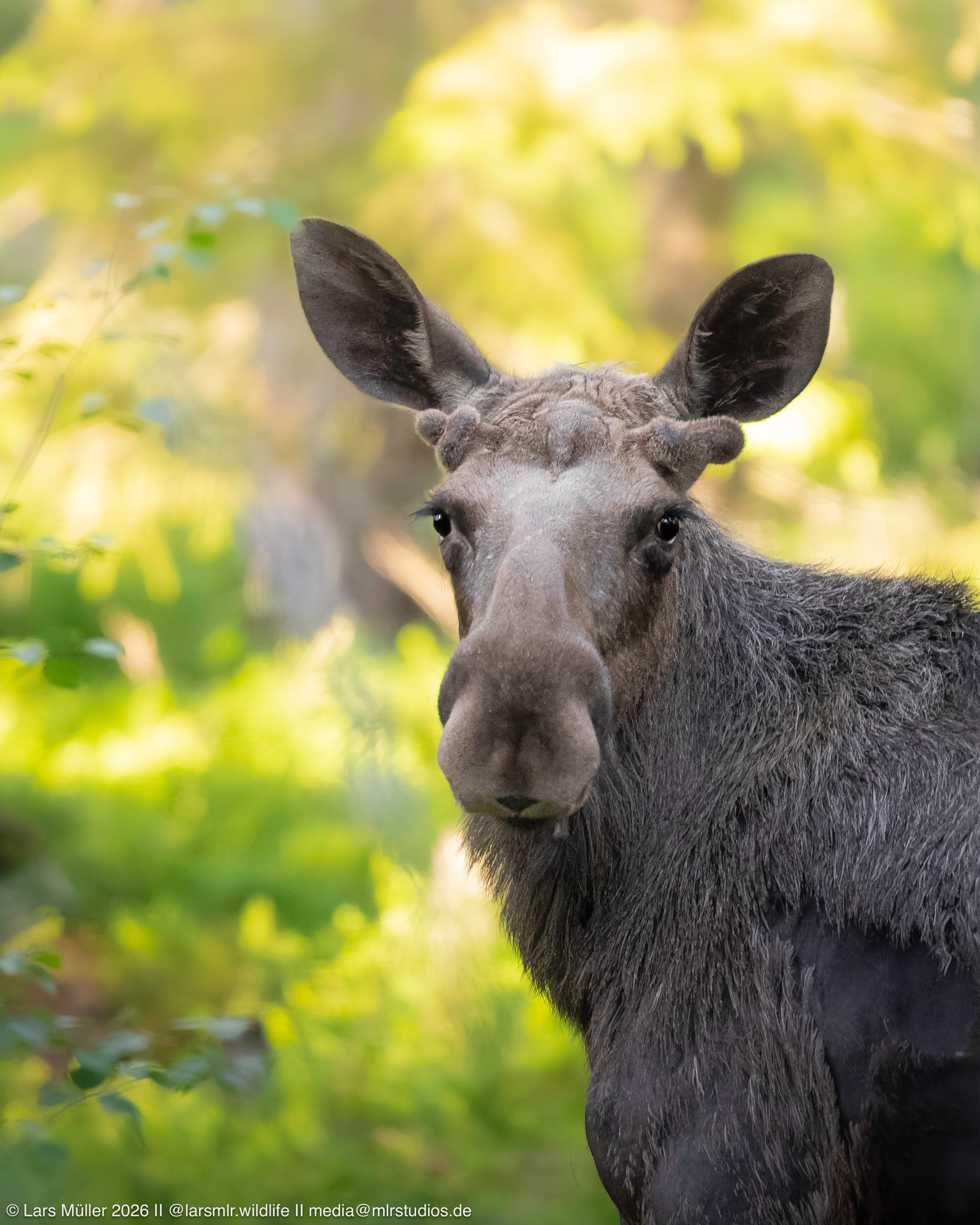 Moose Safari