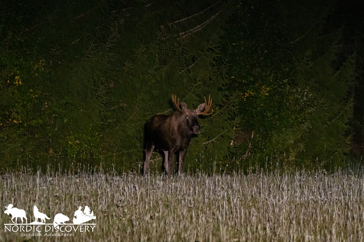 Moose Safari