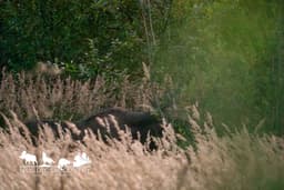 mooseSafari Thursday, 30 July 2026