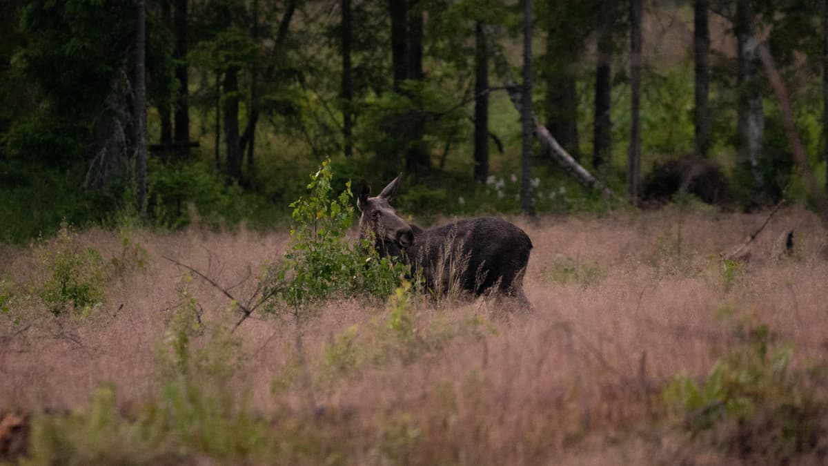 Moose Safari