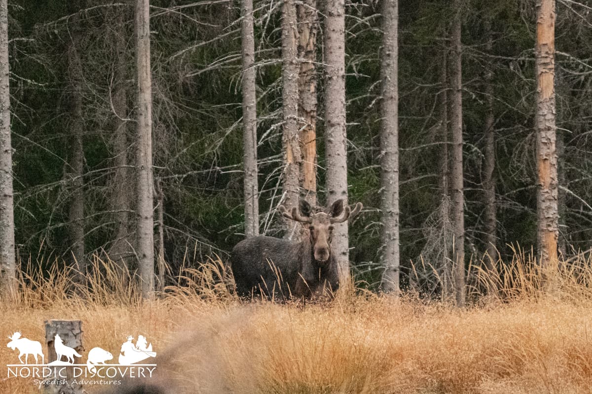 Moose Safari