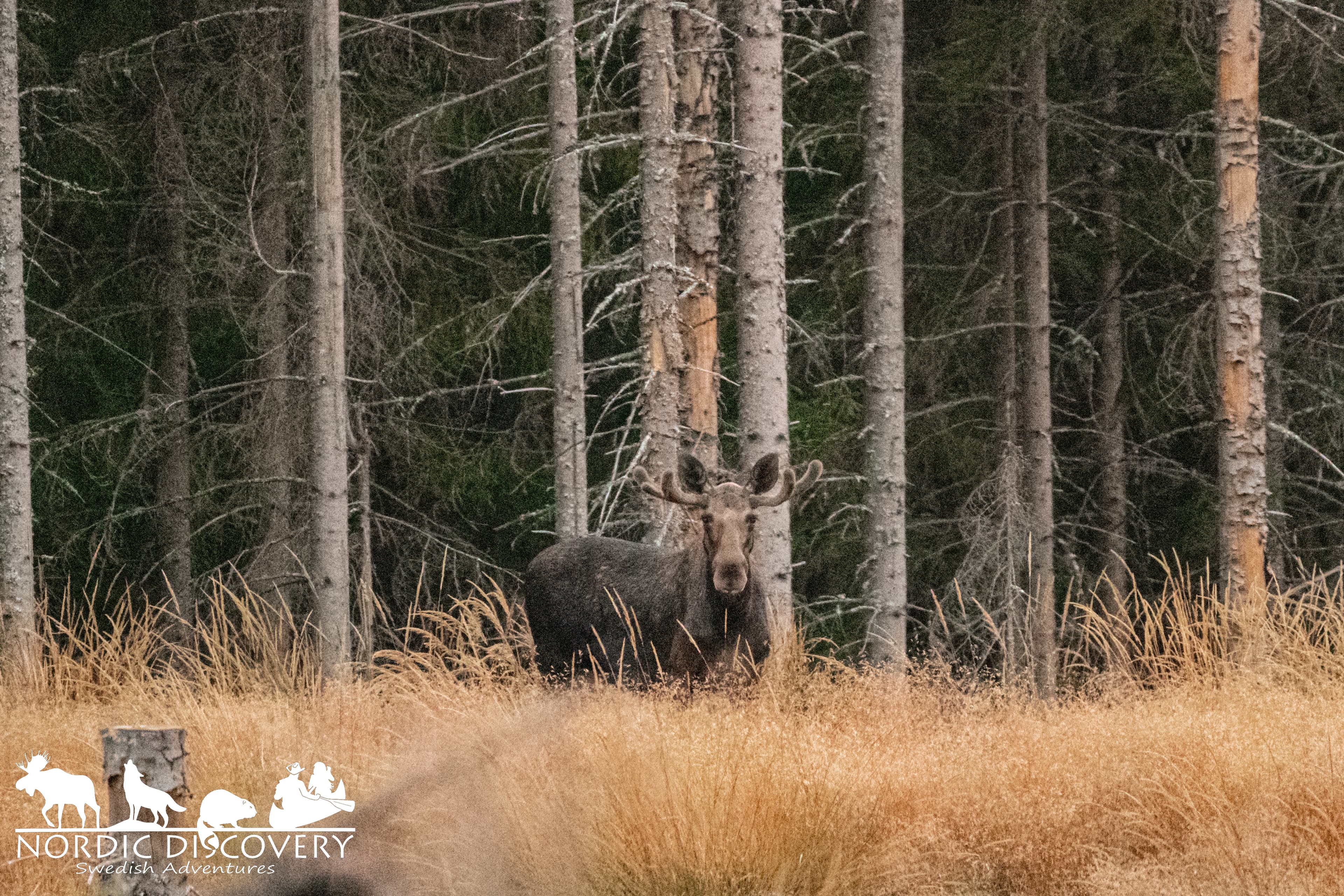 Moose Safari