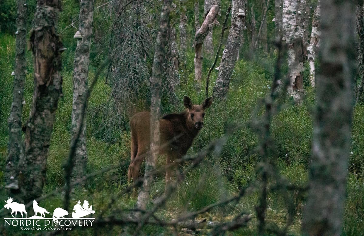 Moose Safari