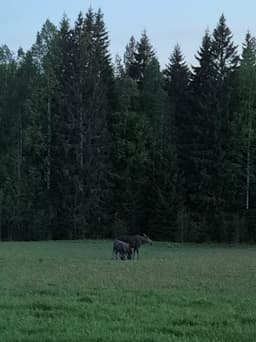 mooseSafari Friday, 22 May 2026