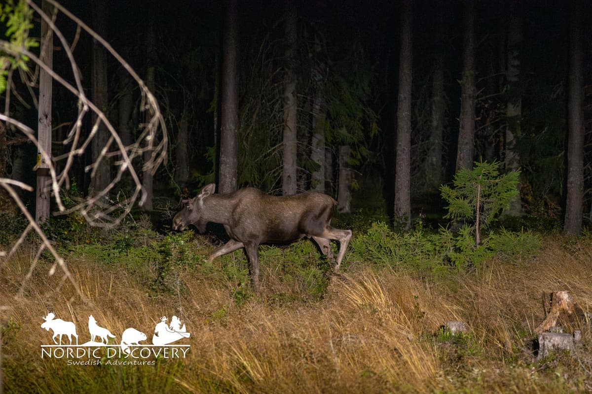 The last out of the 9 moose we saw was a jung bull that we could get som pictures of.