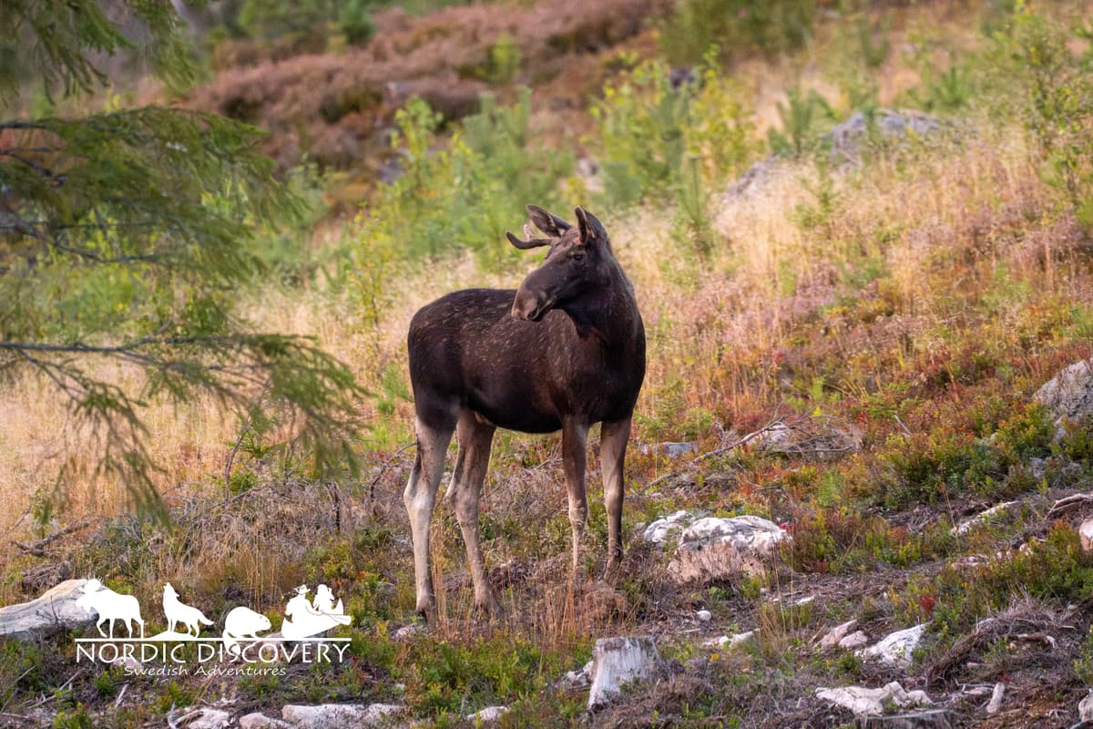 The moose safari yielded several impressive sightings. Our first encounter was with a young bull. Shortly after, we observed a cow, though it quickly moved away. Our journey continued with the sighting of a larger bull as we moved into dusk. Next, we had the fortunate experience of witnessing three moose together: a bull, a cow, and a calf. The tour concluded with a final sighting of a sizable bull, estimated to be between four and five years old.