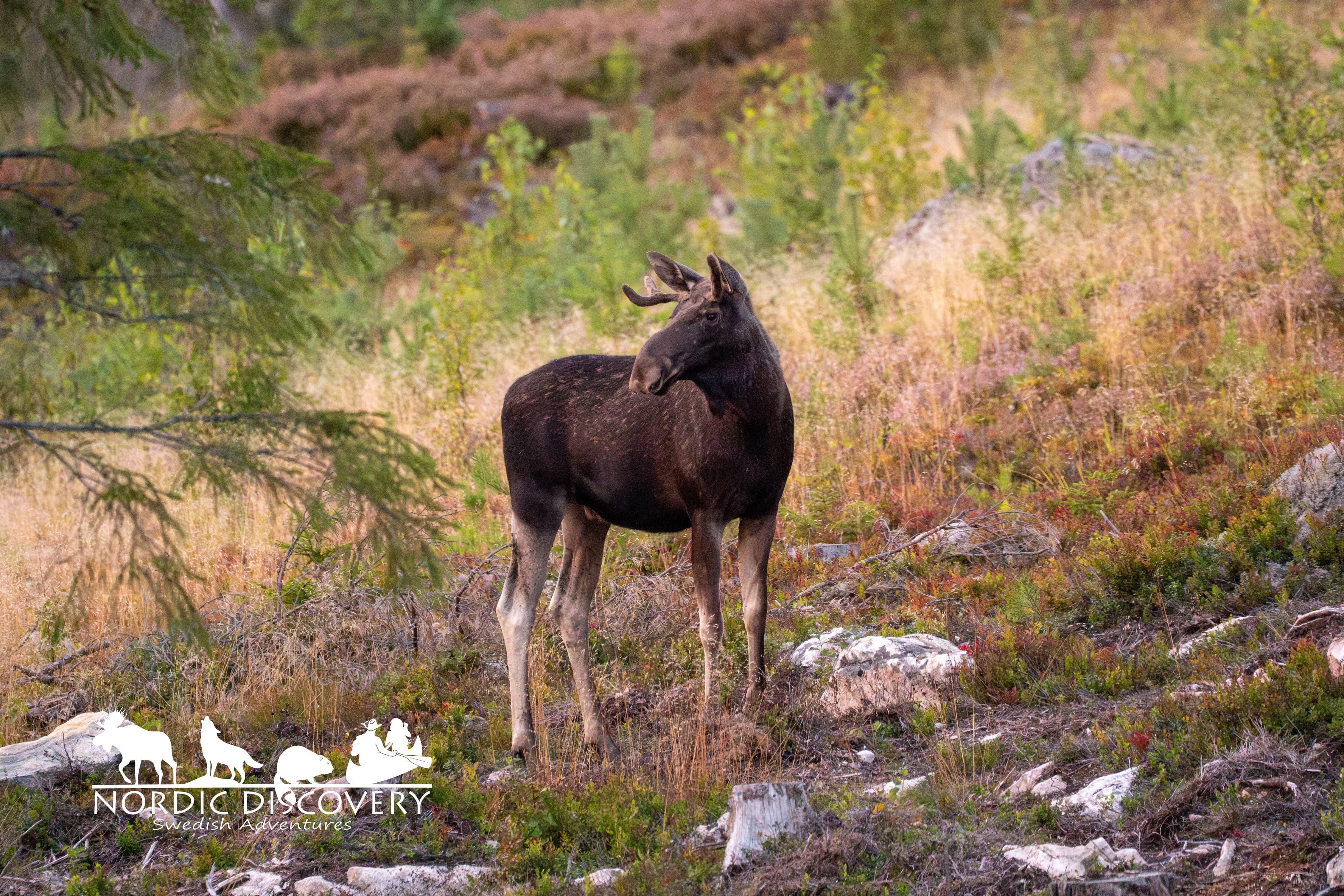 Moose Safari