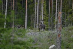 mooseSafari Thursday, 11 June 2026