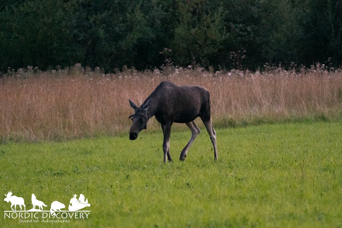 Moose Safari