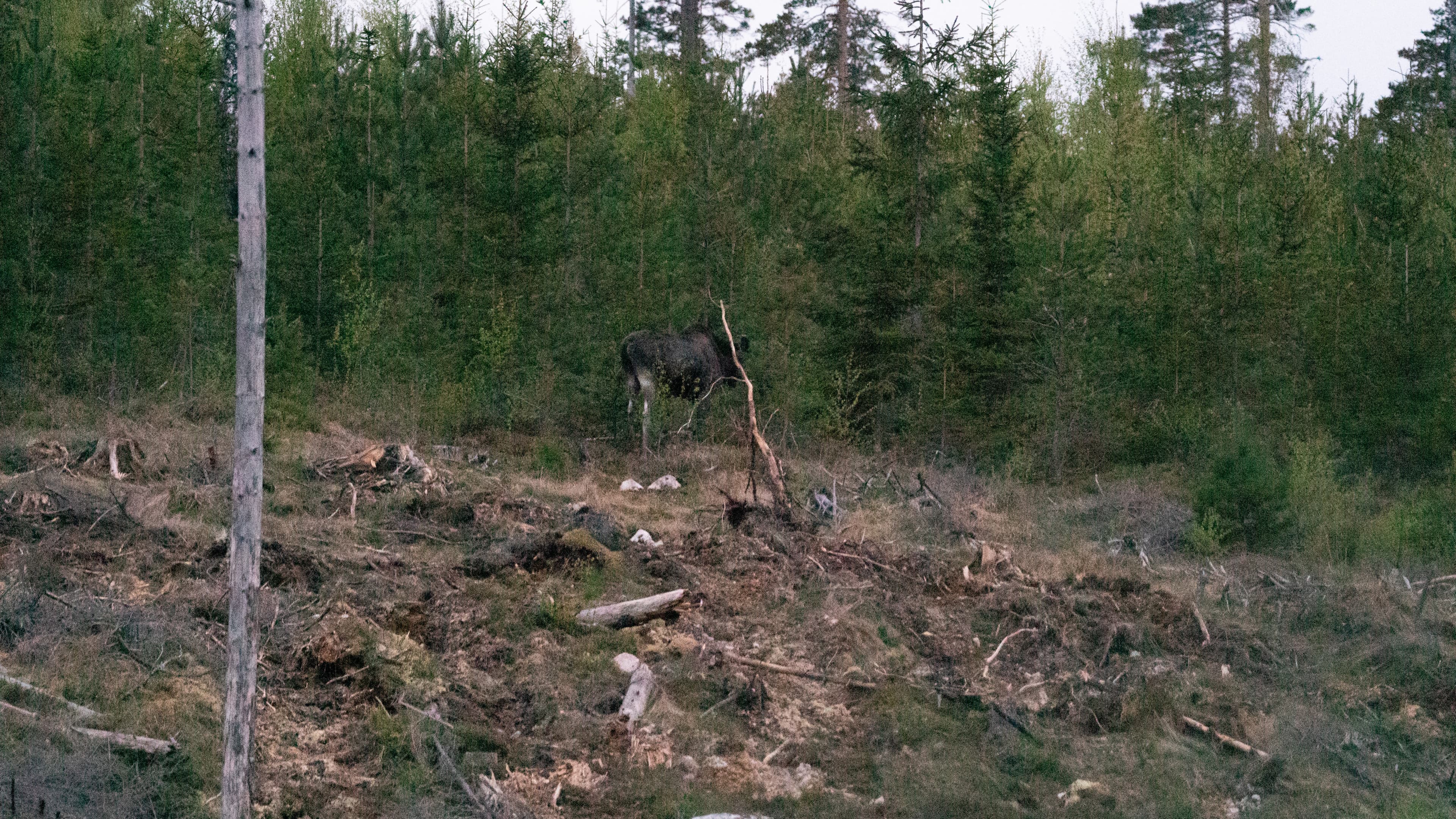 Moose Safari