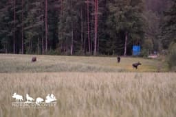 mooseSafari Sunday, 19 July 2026