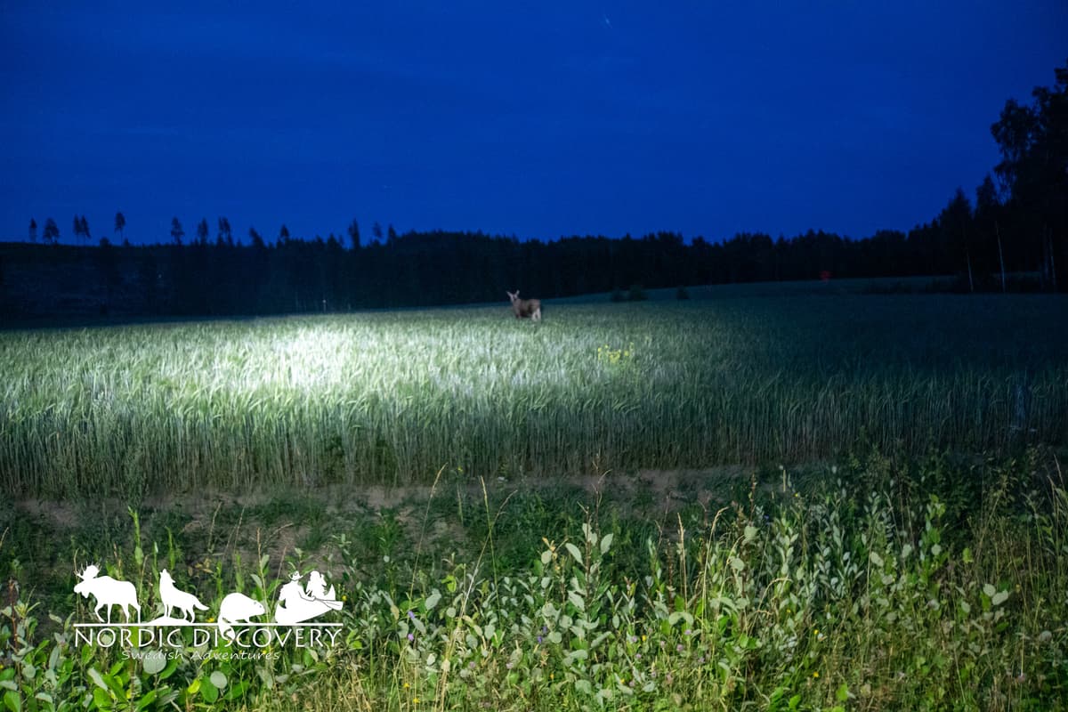 Moose Safari