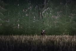mooseSafari Tuesday, 26 August 2025