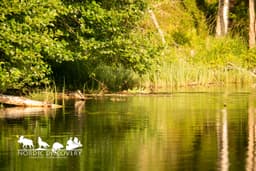 beaverSafari Wednesday, 22 July 2026