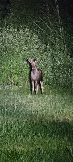 mooseSafari Thursday, 30 July 2026