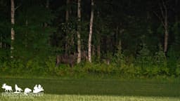 mooseSafari Tuesday, 09 June 2026