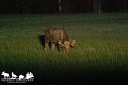 mooseSafari Thursday, 12 June 2025