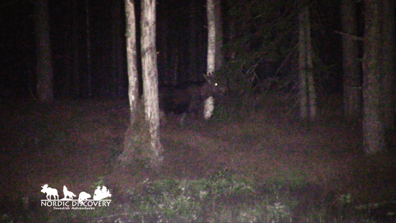Moose Safari