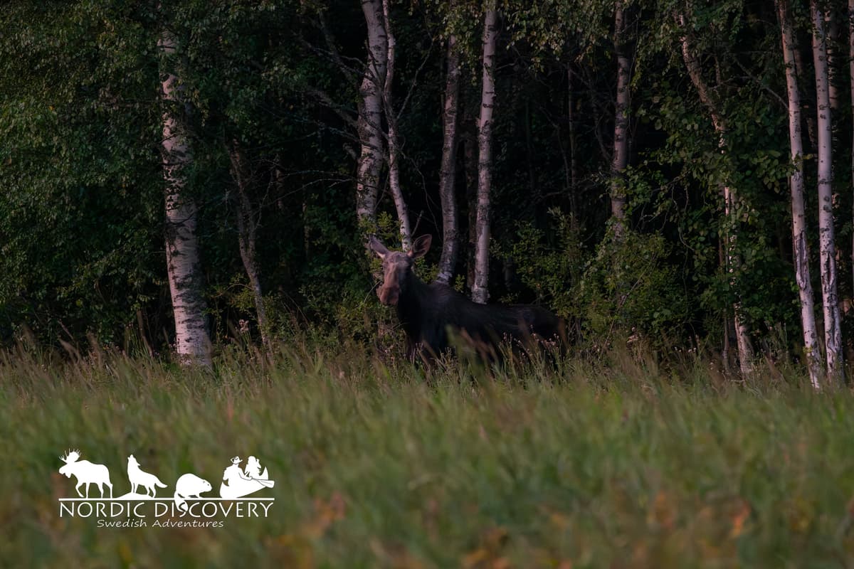 During this tour we had 5 moose sightings in total. First we saw the rear and legs of a moose before it quickly disappeared into the forest. We also spotted another moose in the distance, but it was too far away for the guests to see clearly, so it was not included in the statistics. Later, we saw a mother moose with two calves in a field. At the very end of the tour, when it was fully dark, we saw one lone moose.