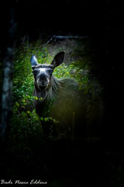 mooseSafari Tuesday, 19 May 2026