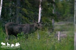 mooseSafari Saturday, 07 June 2025