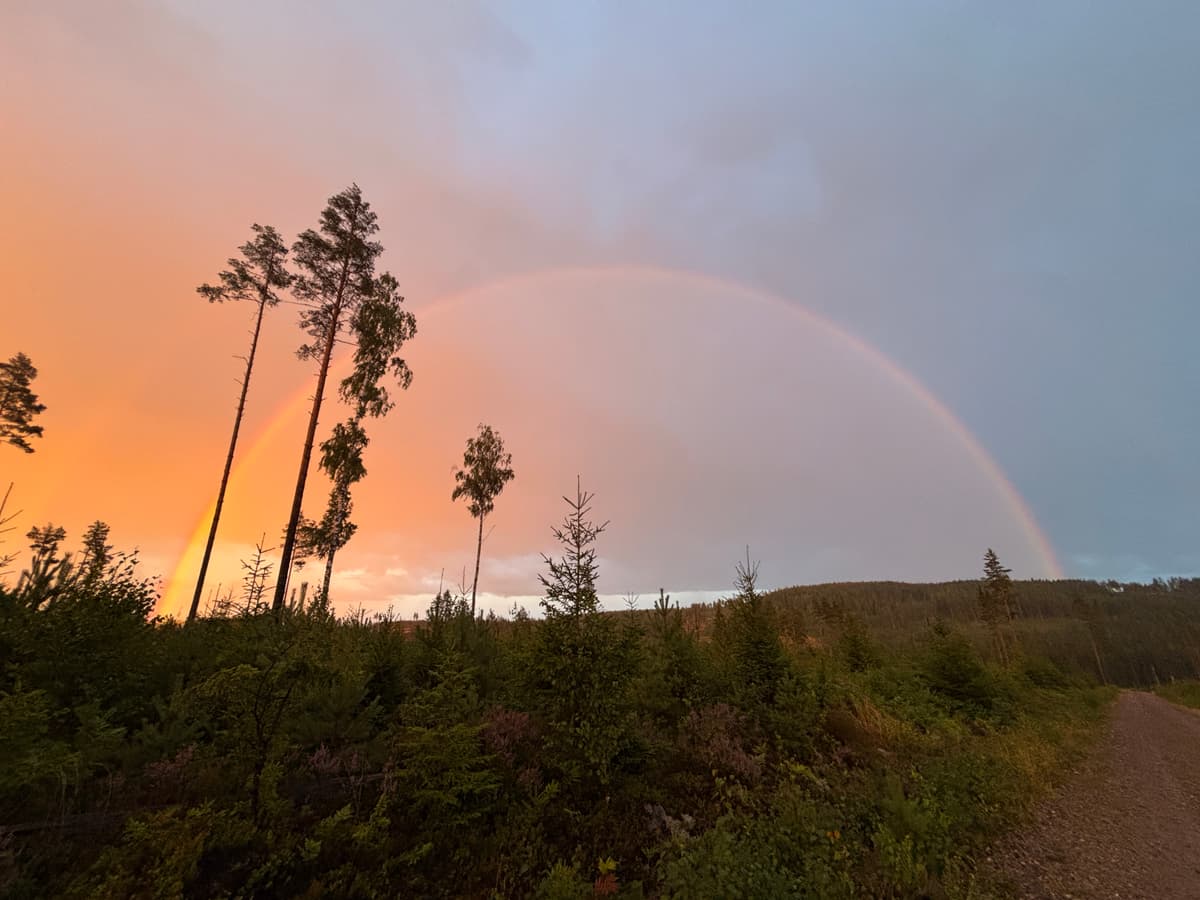Moose Safari