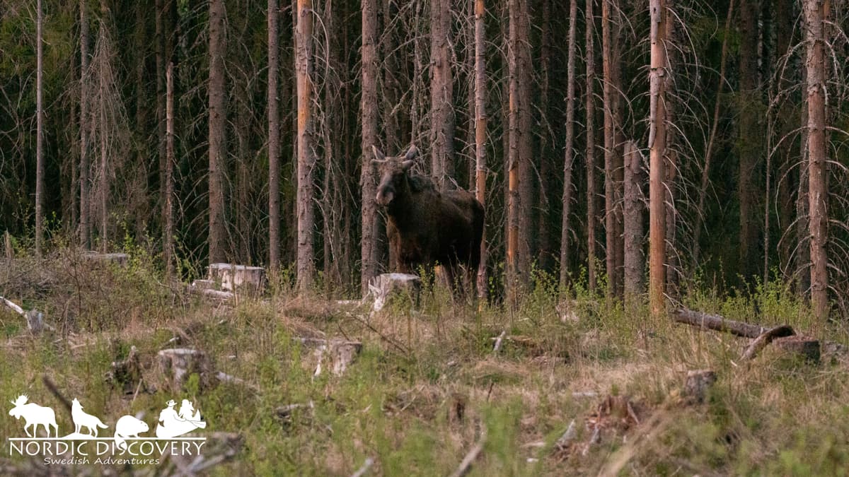 Moose Safari