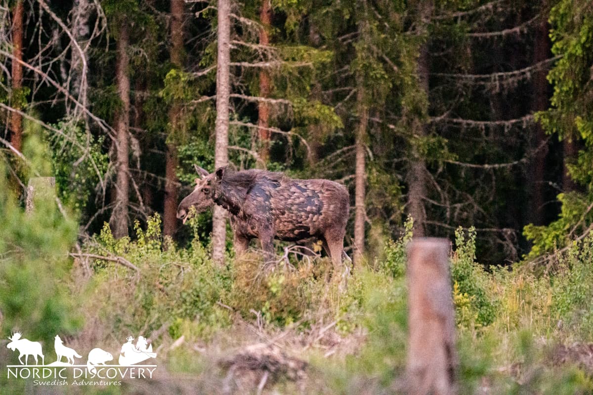 Moose Safari