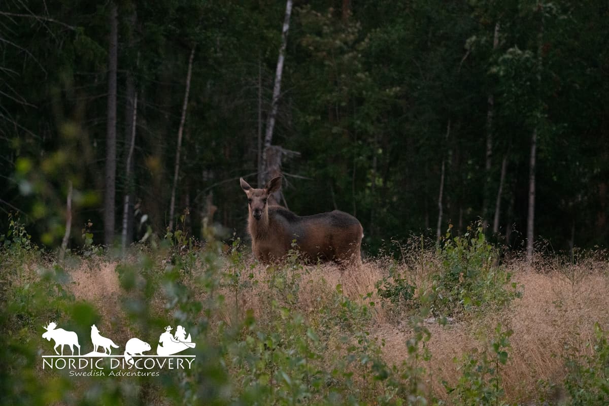 3 Moose in good light 1 male at night
