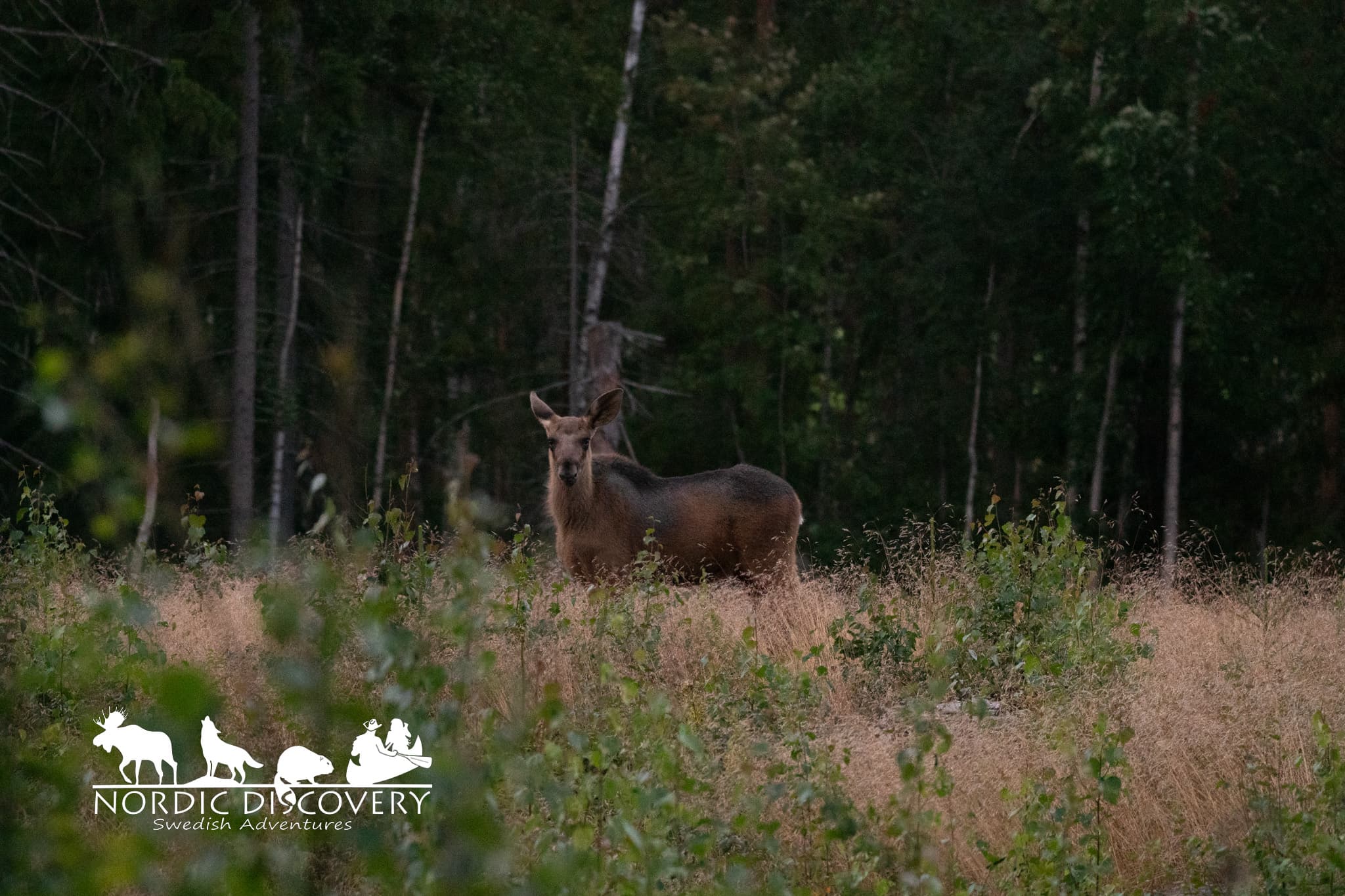 Moose Safari