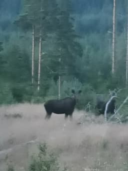mooseSafari Monday, 27 July 2026