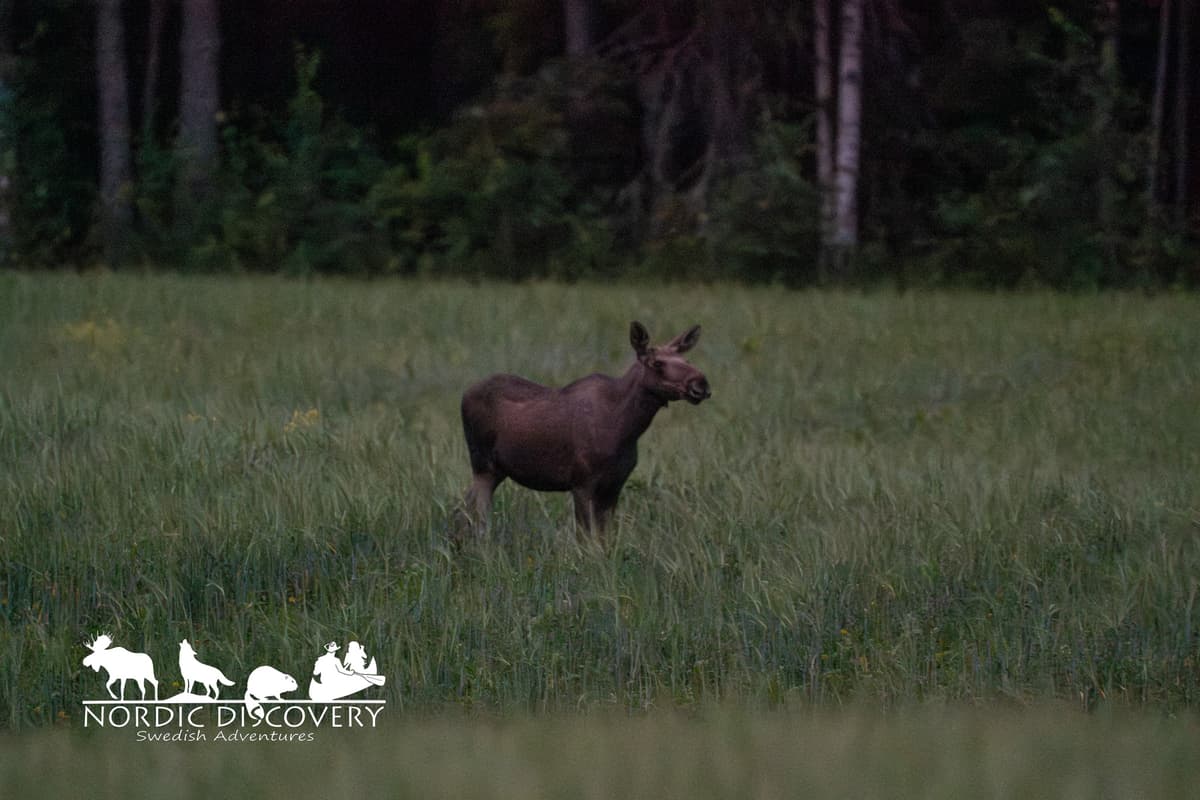 The hightlight of this tour was when we saw a mother with two calves together. We had them for a long time and verry close at one point.