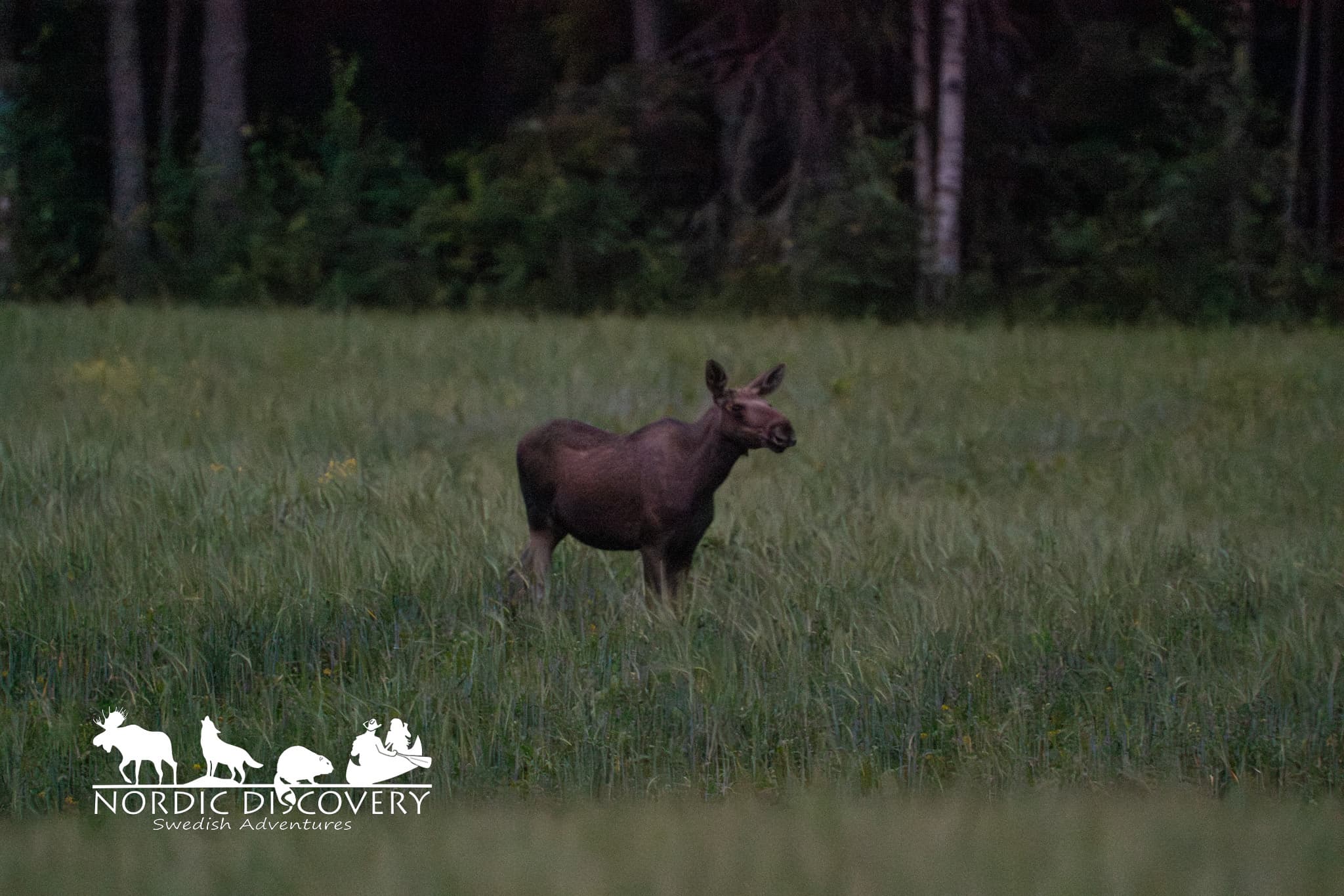 Moose Safari